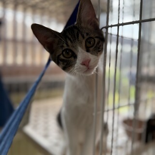 白キジ　モカ君　男の子　推定6ヶ月