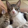 白キジ　モカ君　男の子　推定6ヶ月 サムネイル2