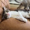 白キジ　モカ君　男の子　推定6ヶ月 サムネイル3