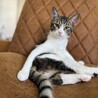 白キジ　モカ君　男の子　推定6ヶ月 サムネイル4