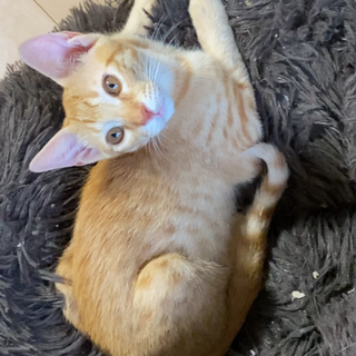 里親募集　家族になってくれませんか？