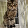 キジ　シャリアブル君　男の子　推定5歳 サムネイル2