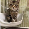 キジ　シャリアブル君　男の子　推定5歳 サムネイル3