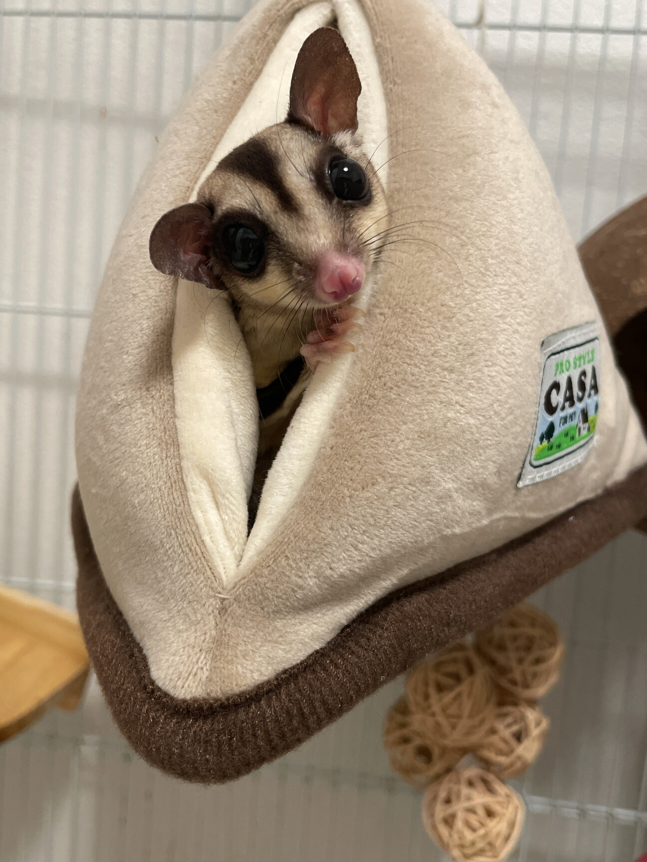 フクロモモンガ 小動物 オーダーページ 【公式通販】