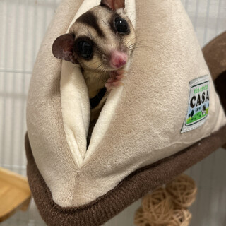 フクロモモンガ1歳女の子。