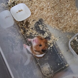 急募 ゴールデンハムスター 男の子 6匹