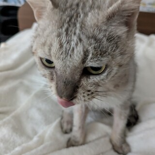 人懐っこくて甘えん坊の男の子です