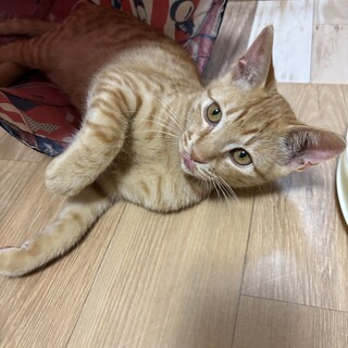 人も猫も好きな茶トラの男の子⭐️4カ月