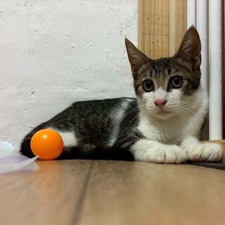 【9/19参加】　コロンが大好きな甘えん坊