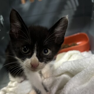 黒白の美形女の子