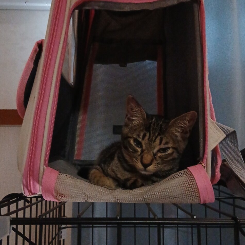 しまのカバー写真