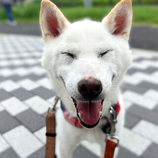 トコトコ追いかけてくる白豆柴の女の子