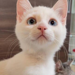 吸い込まれそうなブルーの瞳のお姫様