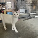 可愛い白黒猫女の子