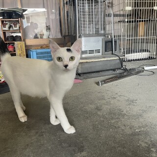 可愛い白黒猫女の子