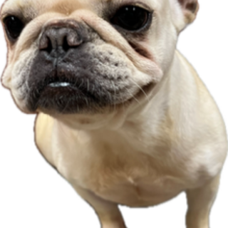 フレンチブルドッグ　女の子