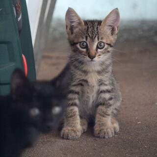 里親さん募集です①