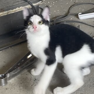 ハチワレ3ヶ月尻尾の先に白い靴下を履いた子猫