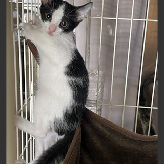 ハチワレ少し怖がりで機敏な子猫3ヶ月