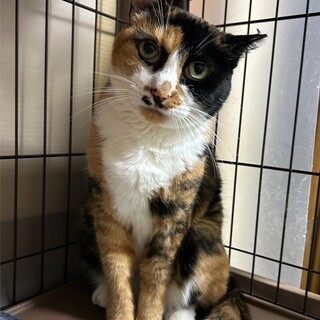 10/19ドン・キホーテ譲渡会参加みけ女