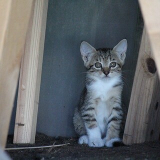 里親さん募集です②