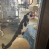 ハチワレ少し怖がりで機敏な子猫3ヶ月 サムネイル4