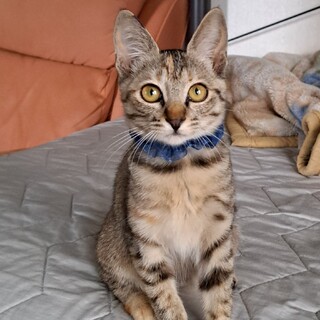 可愛いサビ色の混ざったキジトラちゃん