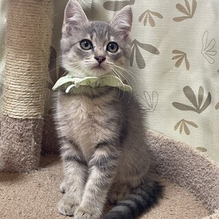 【10/5東銀座】杏ちゃん★２ヵ月半♪