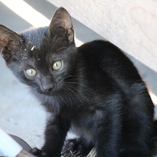 里親さん募集です③