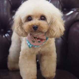 里親様を募集しています。