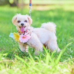 「合同譲渡会＆チャリティーマルシェ」サムネイル2