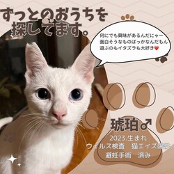 「合同譲渡会＆チャリティーマルシェ」サムネイル3