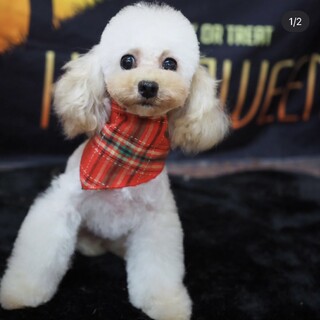 里親様を募集しています。