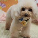 里親様を募集しています。