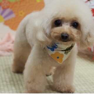 里親様を募集しています。