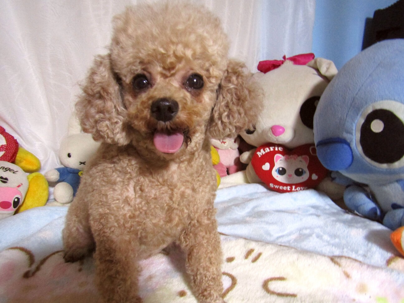 決まりました！大きなお目...」千葉県 - 犬の里親募集(525753 
