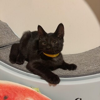 三匹兄妹♥甘えん坊のイケメン♡すずり君