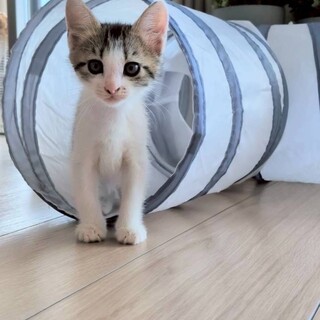 ２姉妹♥人が大好き❣ゴロリン♡うずらちゃん