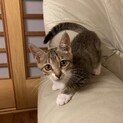 甘えっ子とわちゃん