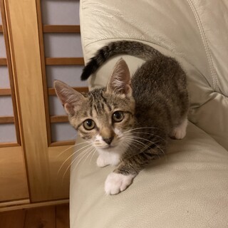 甘えっ子とわちゃん