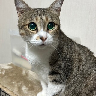 10/19ドン・キホーテ譲渡会参加盲目きじ白♀