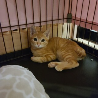 みーた君！茶トラのボブテール☆ かわいい！