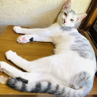 グレーキジ白の甘えん坊オス子猫里親募集中！