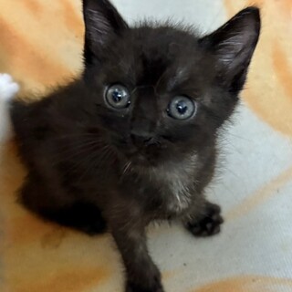 クマさんぬいぐるみ感満載美少女約1ヶ月半