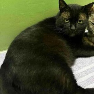 おとぼけ顔のくろじい