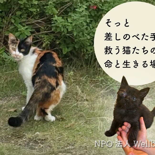 NPO法人wellbeingのカバー写真
