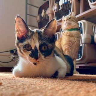 9/23ドン・キホーテ譲渡会参加三毛女