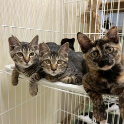 9/20(土）21（日）保護猫譲渡会を開催します！