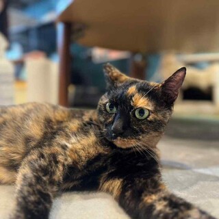 甘えん坊でお膝大好きカカオちゃん♪