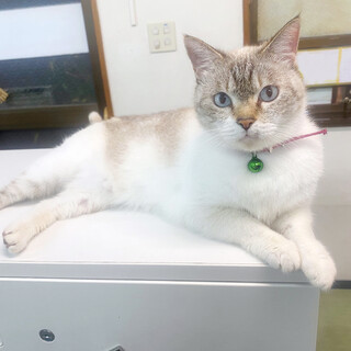 【11/30まで】急募！可愛い縞三毛ちゃんのおうち